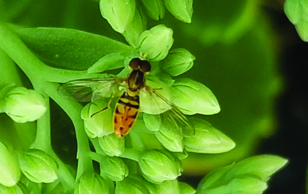 Hover Fly